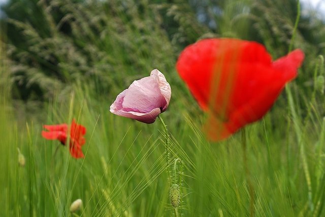 Mohn