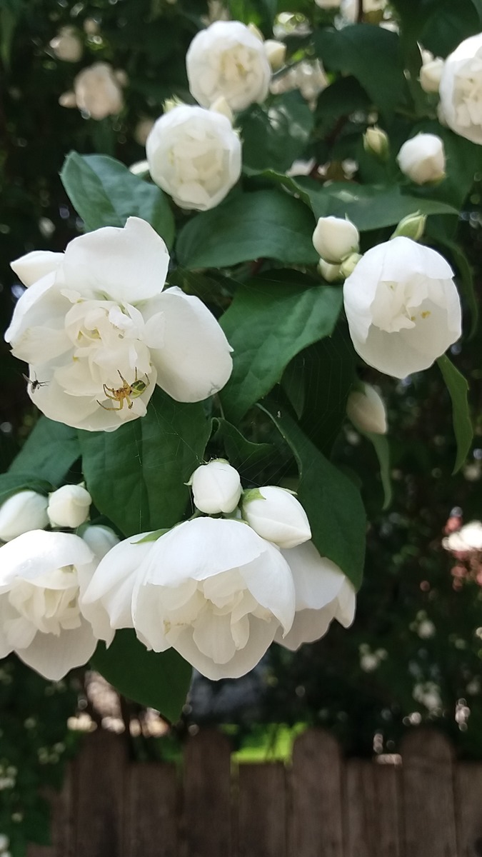 Jasminbluten Thema Auf Meinbezirk At