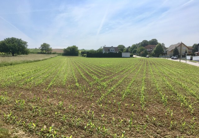 Auch auf den Äckern ist der Frühling sichtbar :-)