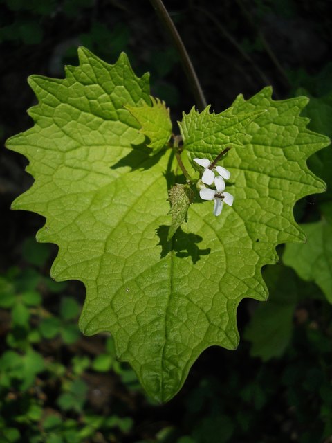 Der Frühling trägt Herz.