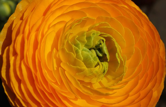 Strahlend wie die Sonne.