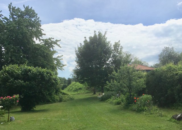 Zwischen Kirschen- und Ahornbaum finden die Goldruten ihr Hügelparadies !