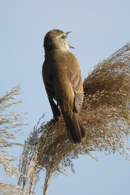 Güssinger Fischteich - Teichrohrsäger auf Partnersuche.