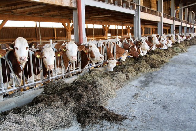 Milchbauern, wie hier der Winkelhof in Dobl, stehen unter Druck. | Foto: EE