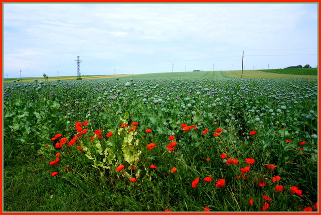 Mohn, Mohn, Mohn beim Hexenhügel