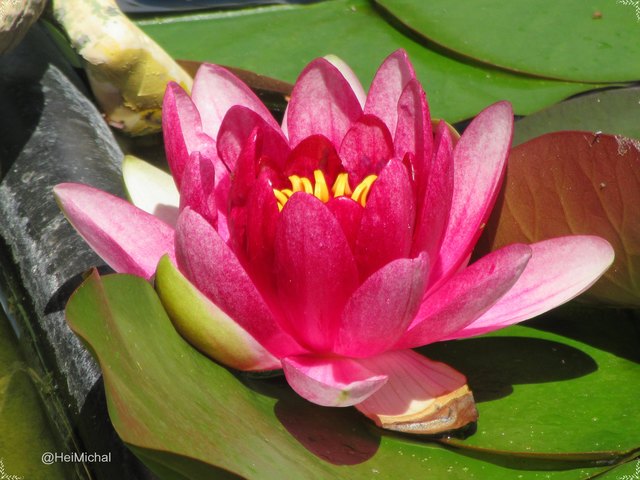 Mittlerweile sind schon 5 Knospen da.