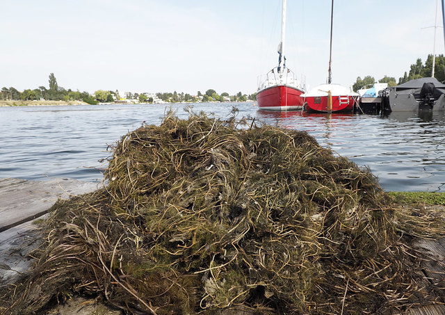 Die Mähboote sind ab sofort im Dauereinsatz und bringen die Unterwasserpflanzen zum Kompostwerk Lobau. | Foto: Güni Art