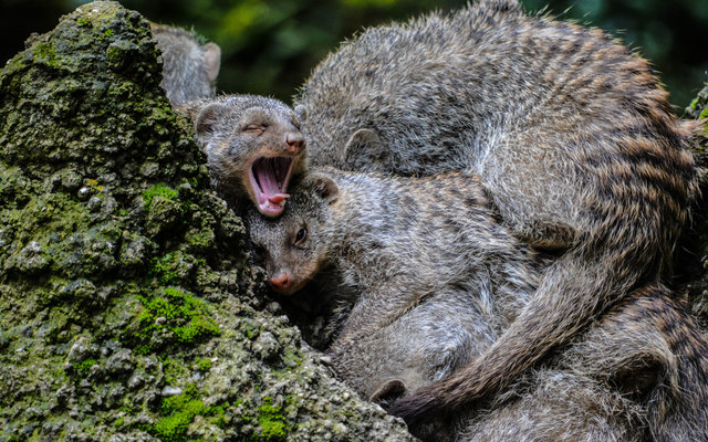 „Warum sind die Zebramangusten mit den Löwen verwandt?“
Morgen, Samstag, 2. Juni 2018 von 15 bis 16.30 Uhr, (bei jedem Wetter) | Foto: Zoo Salzburg