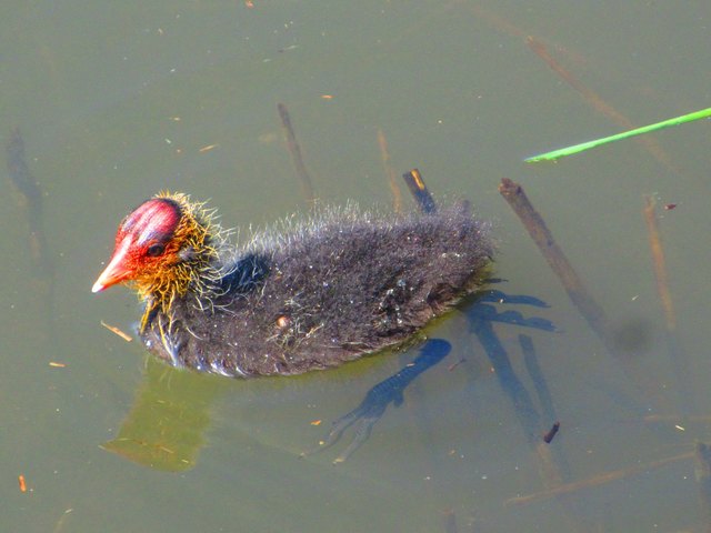 Blässhuhn Kücken im Bleistätter Moor