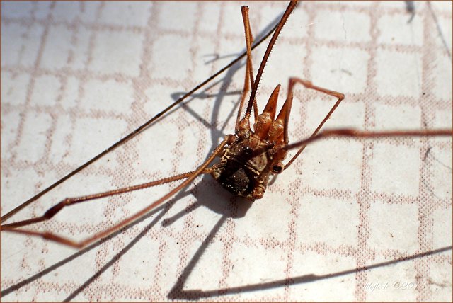 ..aber, ob man von diesem dürren Kerl wirklich satt werden kann???