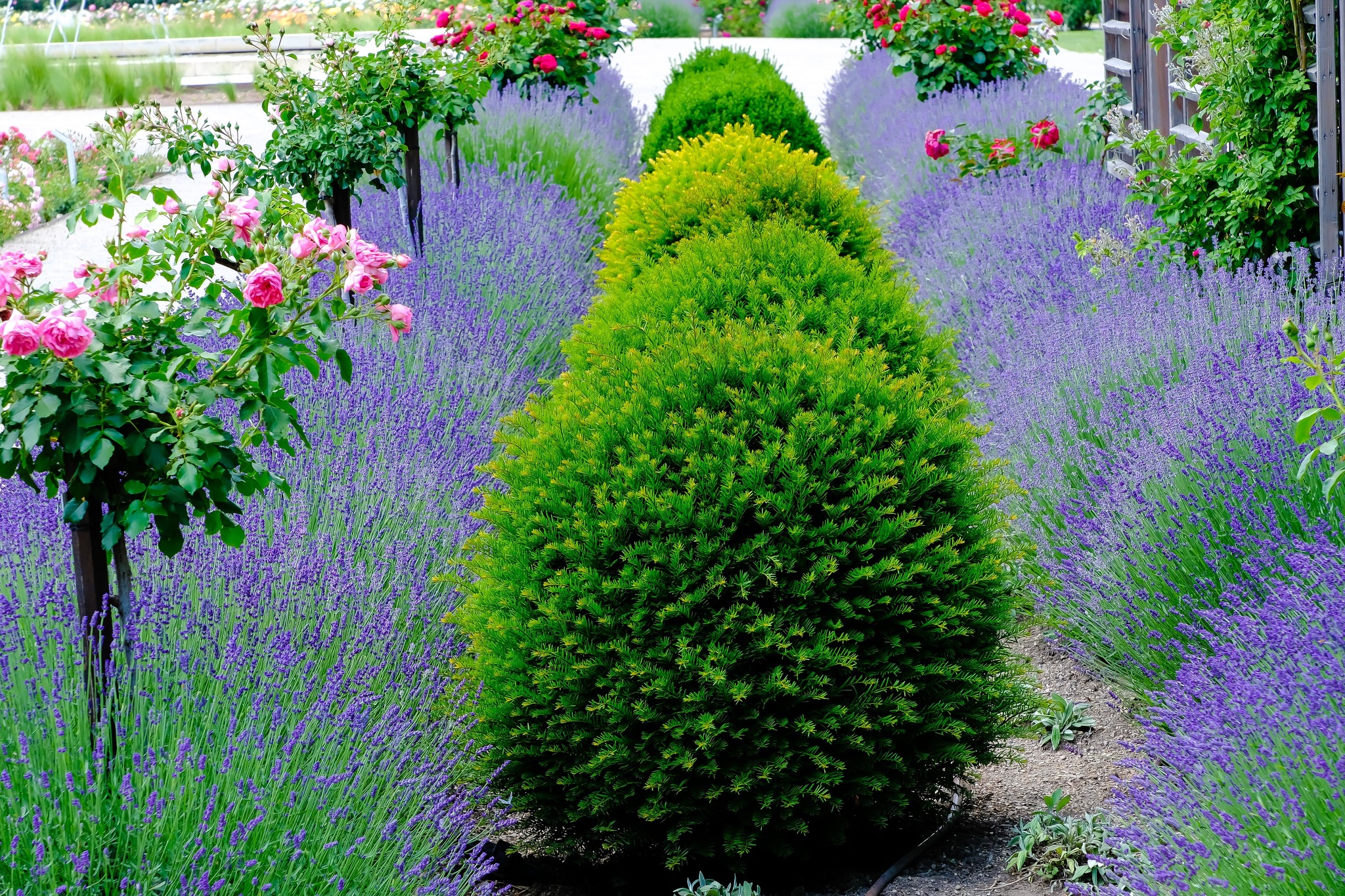 Blütezeit vom Lavendel Liesing