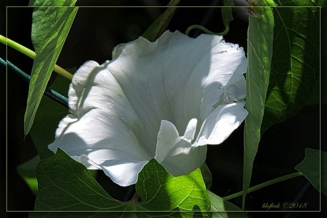 Manchmal ist er lästig, der Windling. Aber er hat halt sooo hübsche Blüten!