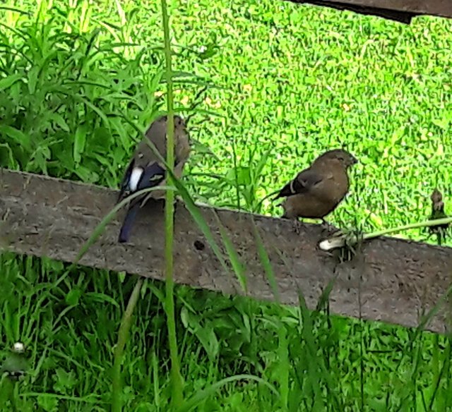 Erste Flugversuche und lustiges Vogelgezwitscher am Gartenzaun.