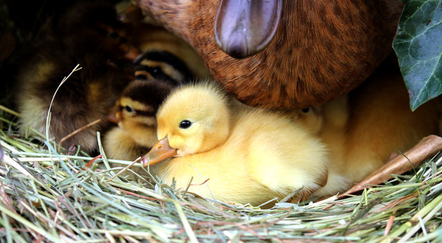 ...das Nest ist gut gefüllt...