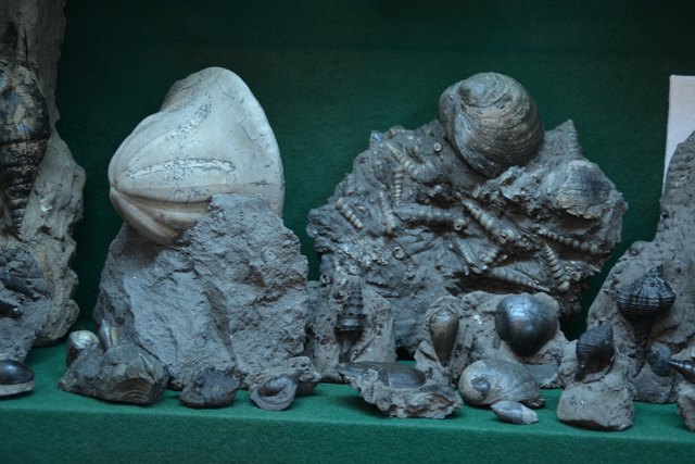 Solche Schätze beherbergt Peter Rothenburger in den Vitrinen seines Kellers in Scheibbs.