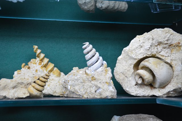 Solche Schätze beherbergt Peter Rothenburger in den Vitrinen seines Kellers in Scheibbs.