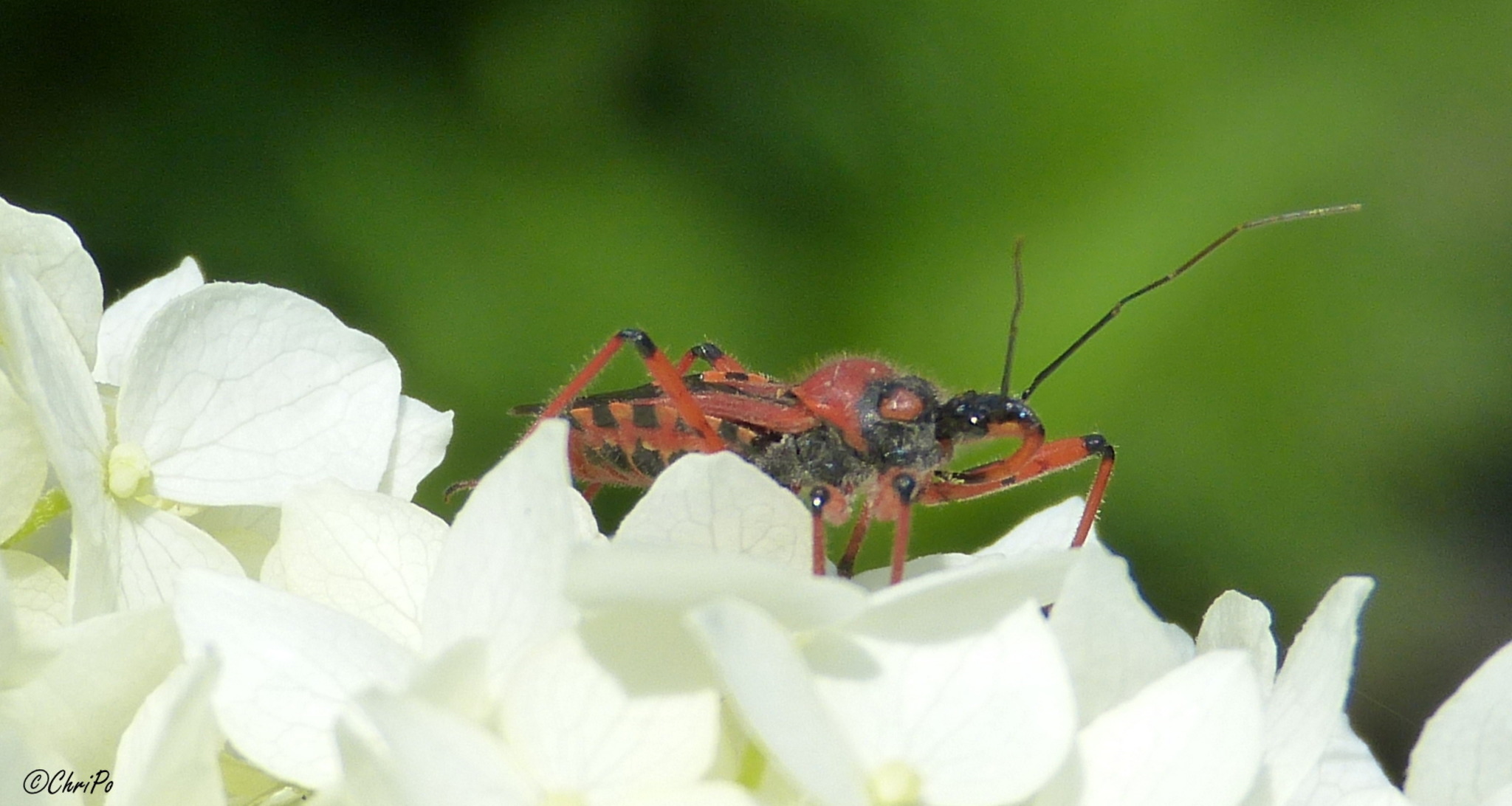 Rot Insect Rote Mordwanze (Rhynocoris iracundus) - Ottakring