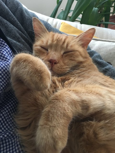 Felix ist seit 27. Mai abgängig.