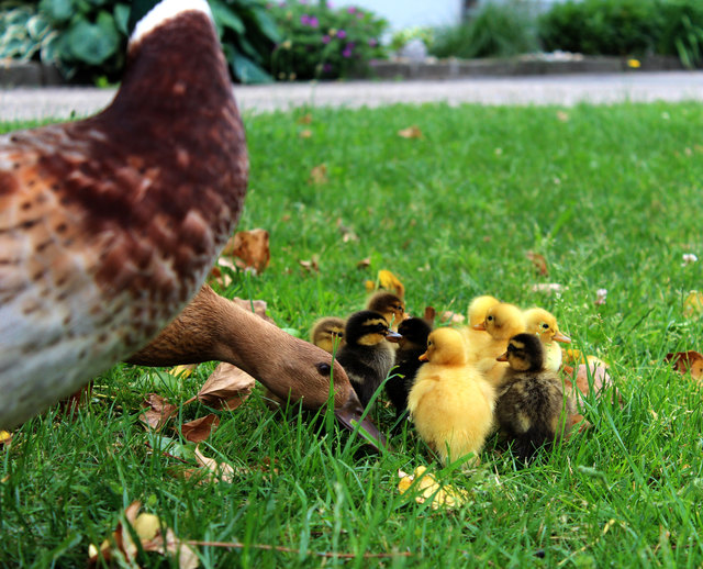 ...erster Ausmarsch...