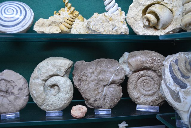 Solche Schätze beherbergt Peter Rothenburger in den Vitrinen seines Kellers in Scheibbs.