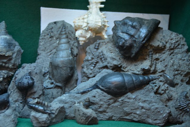 Solche Schätze beherbergt Peter Rothenburger in den Vitrinen seines Kellers in Scheibbs.