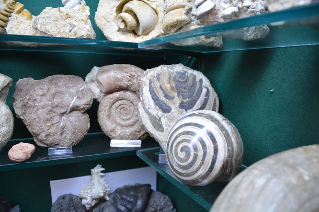 Solche Schätze beherbergt Peter Rothenburger in den Vitrinen seines Kellers in Scheibbs.