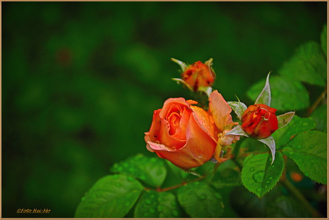 Meine neue Rose - noch als Knospe