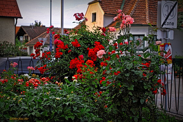 Es sind nicht meine einzigen Rosen, aber dieses Eck ist besonders schön...