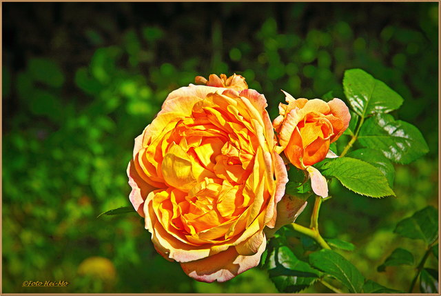 'Capri' eine gefüllte Duftrose. Sie duftet allerdings erst, wenn sie wirklich wie hier voll erblüht ist.