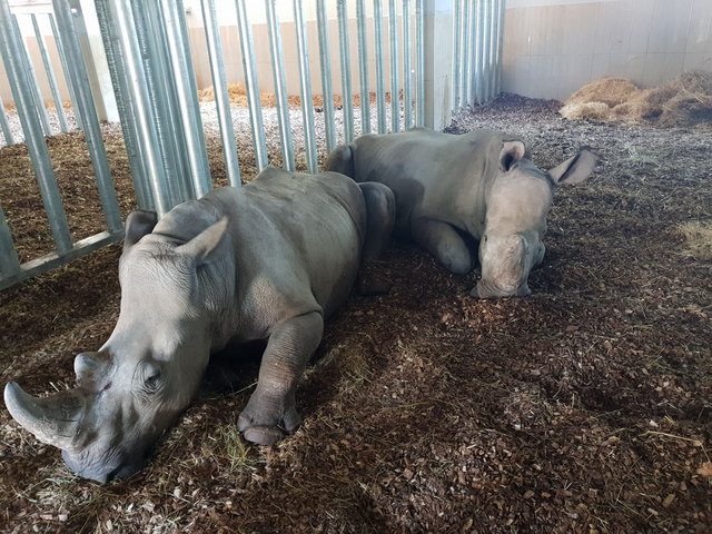 Die beiden Salzburger Nashornbullen sind gut im Zoo Bursa angekommen | Foto: Zoo Salzburg