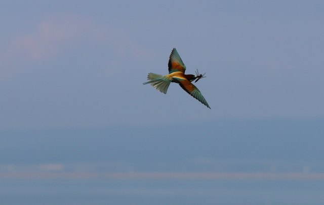 und er stört nicht das Brutverhalten der Vögel.