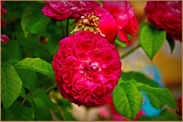 Herrliche Rosensorten!
