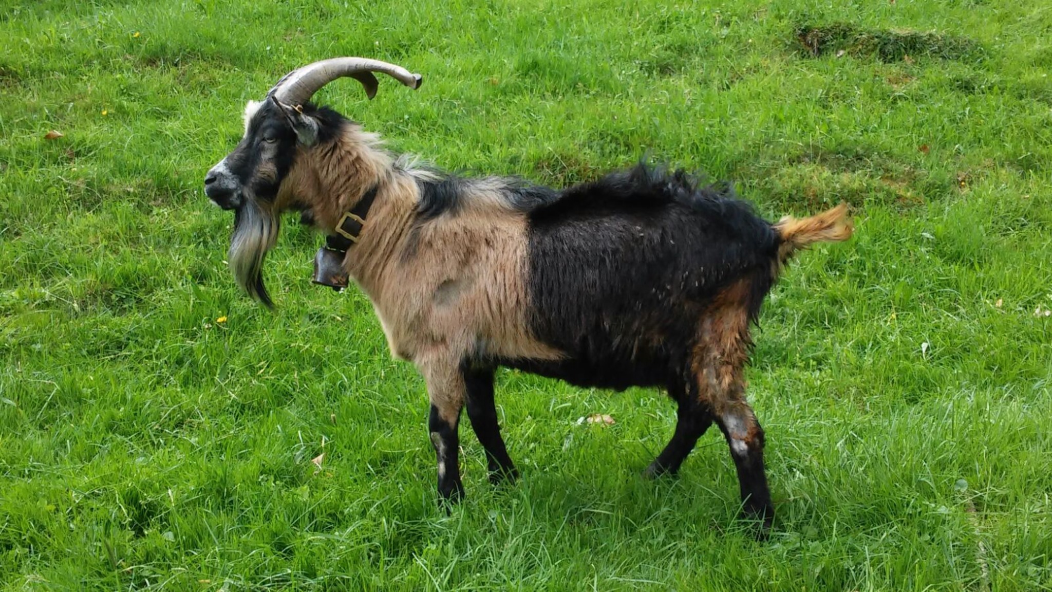 Der Ziegenbock Reutte