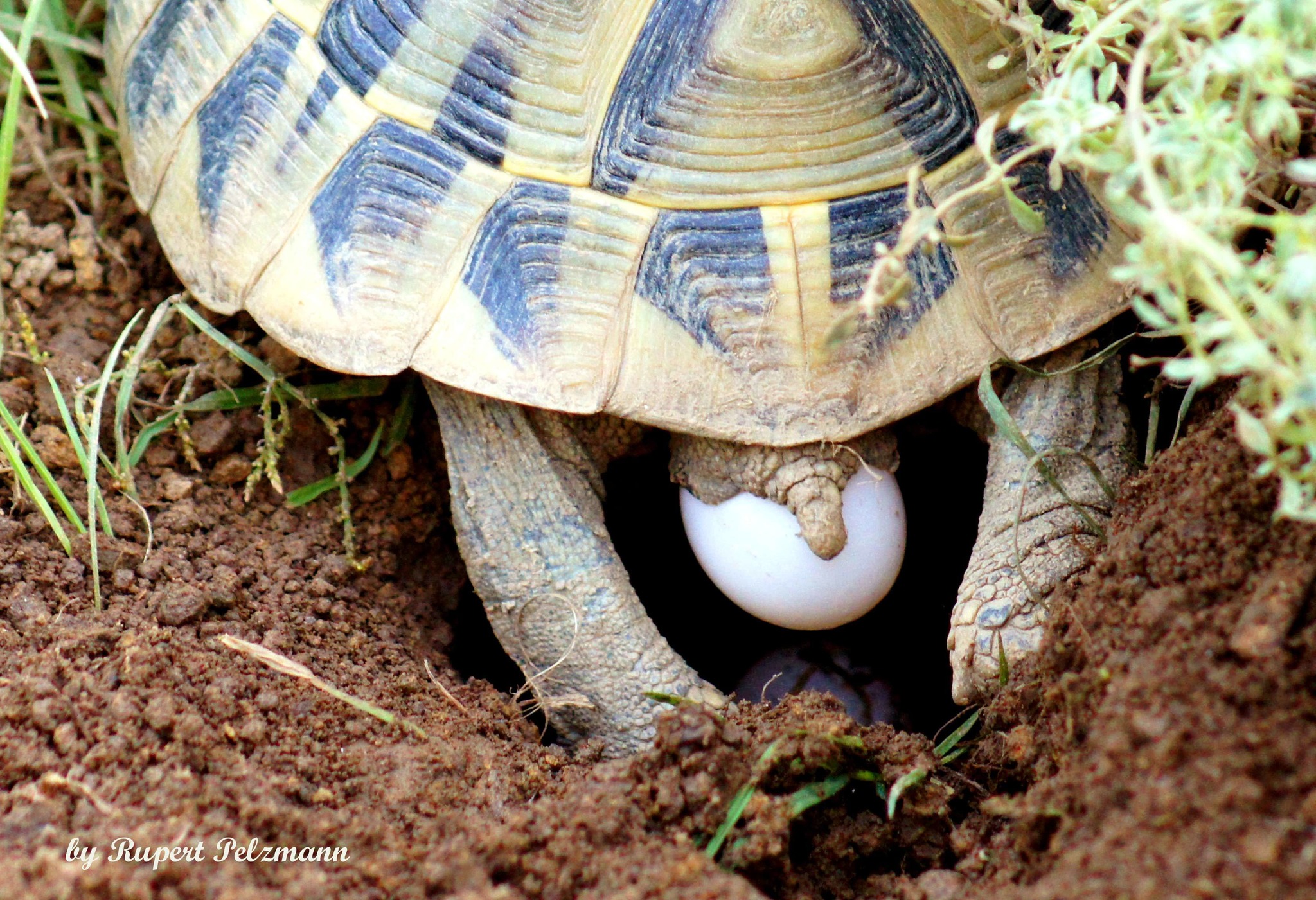 Griechische Landschildkröte bei der Eiablage - Deutschlandsberg