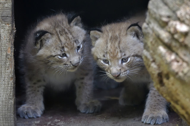 Die beiden kleinen Luchse erkunden jetzt das Freigehege. | Foto: Tiergarten Schönbrunn/Nobert Potensky