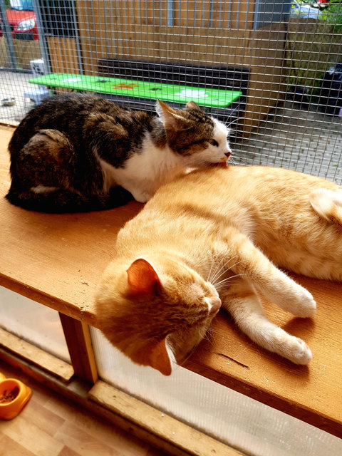 Die beiden Schmusekatzen Lucy (li.) und Leila suchen eine gemeinsame Bleibe mit Freigang. | Foto: Tierheim Reutte