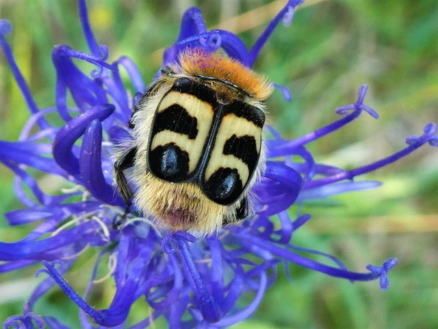 ... nur ein Pinselkäfer auf einer Teifelskrallenblüte. Auf den zweiten Blick kann man mit etwas Fantasie in der Flügelzeichnung ein Augenpaar mit Brauen und im Pelz am Hinterteil einen Mund aus lila Blütenstaub erkennen...