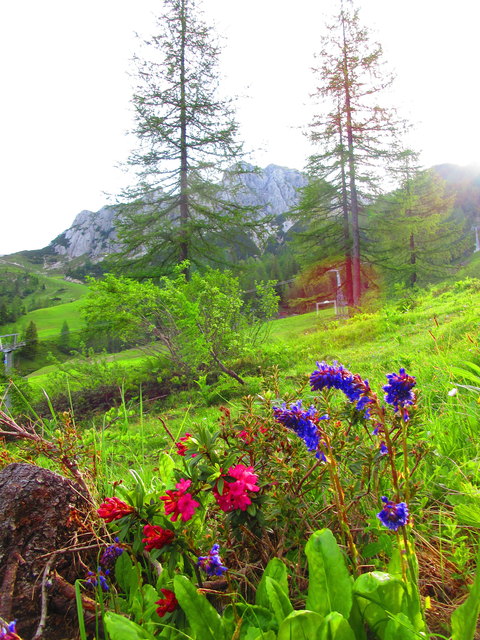 Blühender Almrausch und die einzigartige Wulfenia am Naßfeld, im Hintergrund der Gartnerkofel.