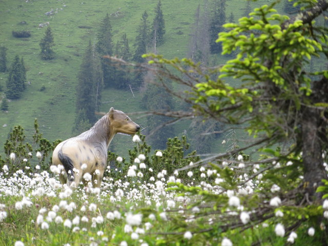 Am Weg zum Hochkeil diese Hyäne gesehen - im 3D-Bogenparcours.