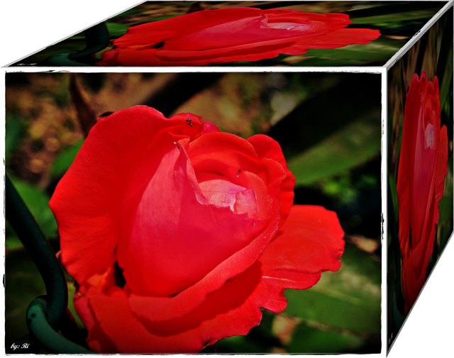 Hier meine rote Rose für Euch :-) (mit Ameise)