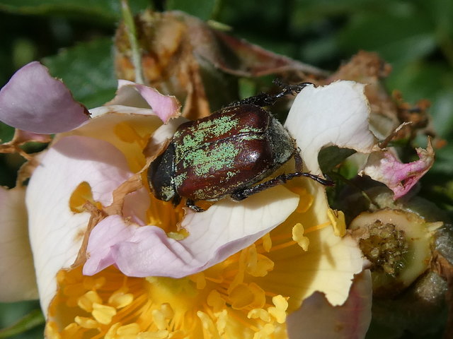 Wenn man diesen Gartenlaubkäfer sieht, wundern einen vielleicht die grünen Spuren auf seinen eigentlich braunen Flügeldecken. Bis man sich genauer umschaut...