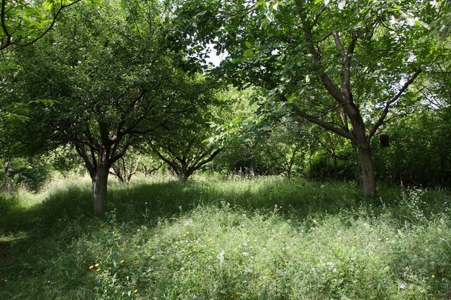 Die „Chlebeceksche Obstwiese“ in Kierling  | Foto: Ch. Chlebecek