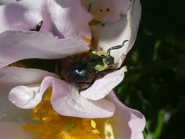 Tja, bei so engem Körperkontakt zwischen Gartenlaubkäfer und Goldstaub-Laubkäfer sind verräterischen Spuren auf dem jeweils anderen wohl kein Wunder ;)