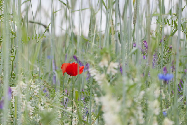 fotocredits: regina courtier - es blüht im marchfeld!