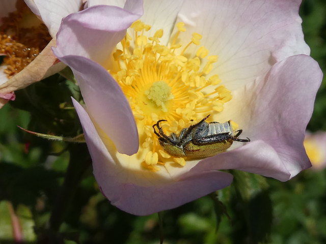 Seinem Instinkt folgend, wollte sich dieser Goldstaub- Laubkäfer von der Blüte fallen lassen, als er sich durch die Kamera bedroht fühlte... Nachdem das nicht geklappt hatte, stellte er sich einfach tot...