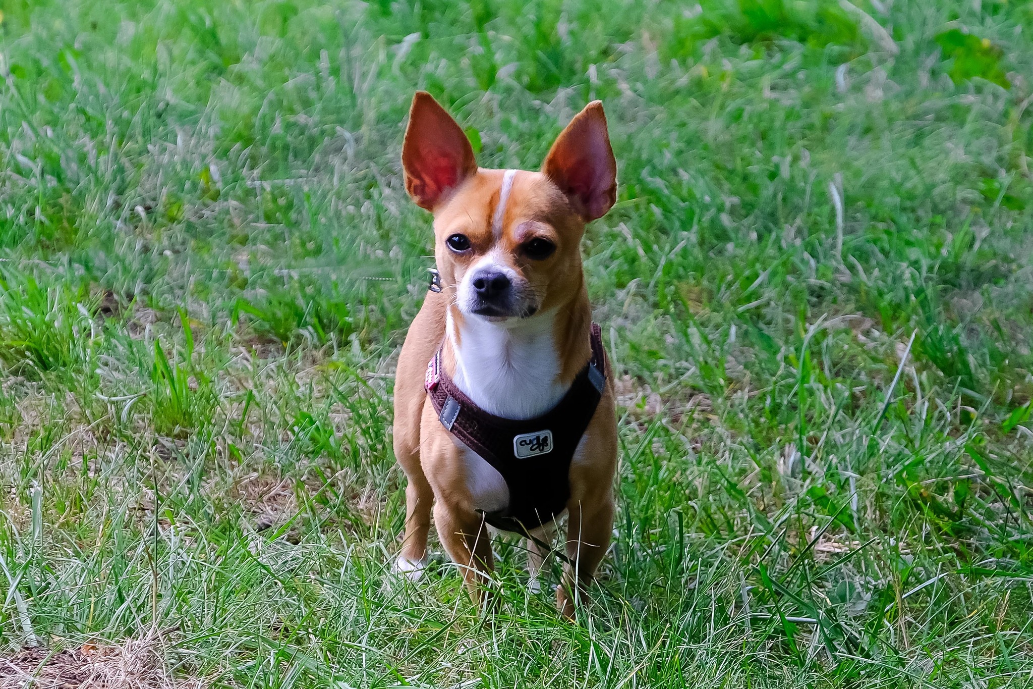 Vorsicht, Kampfhund? Liesing