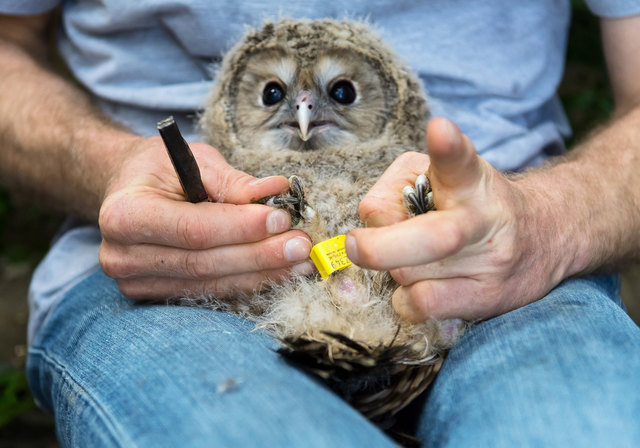Ingesamt werden vier Habichtskäuze auf die freie Wildbahn vorbereitet – zwei Weibchen und zwei Männchen. | Foto: Daniel Zupanc
