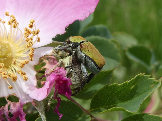 Auf Rosenblättern gebettet, haben liebestolle Goldstaub- Laubkäfer ihren Spaß