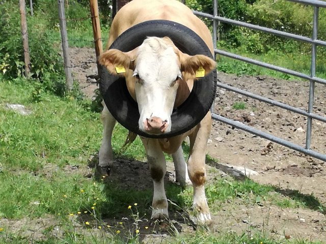 mit dem Autoreifen geht es in das kühle Nass.