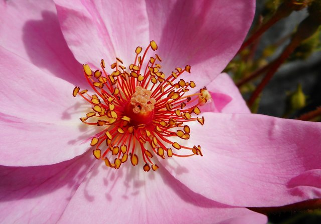 „Tanz der kleinen Herzen zu den Klängen des Sonnenlichts.“ (c) Karl Vidoni